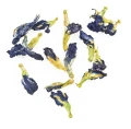 klitoria 3.png