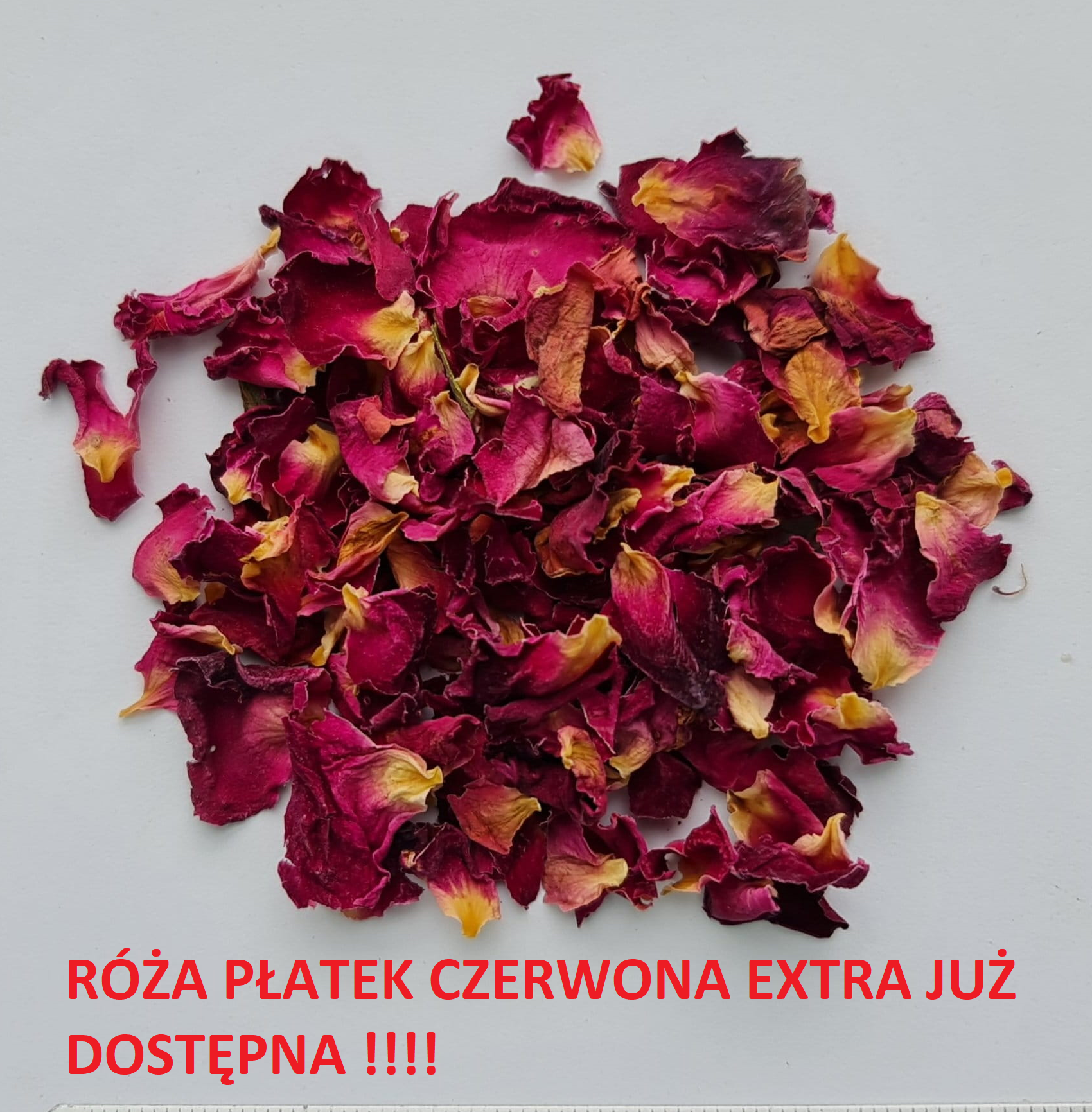Róża
